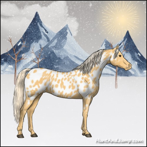 Horse Color:Palomino Near Leopard