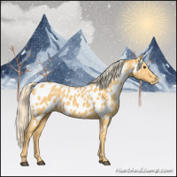 Horse Color:Palomino Near Leopard 