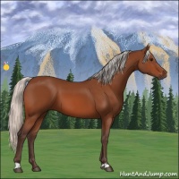 Horse Color:Silver Bay 