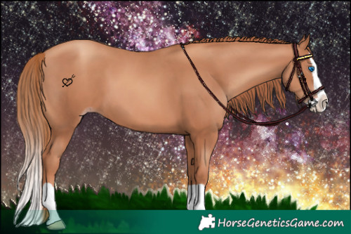 Horse Color:Gold Champagne Splash