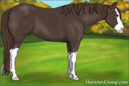 Horse Color:Liver Chestnut Splash