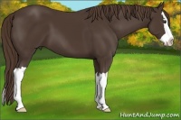 Horse Color:Liver Chestnut Splash 