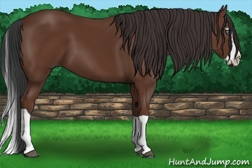 Horse Color:Bay Splash Frame 