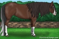 Horse Color:Bay Splash Frame
