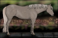Horse Color:Silver Grullo