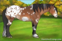 Horse Color:White Spotted Bay Frame Appaloosa 