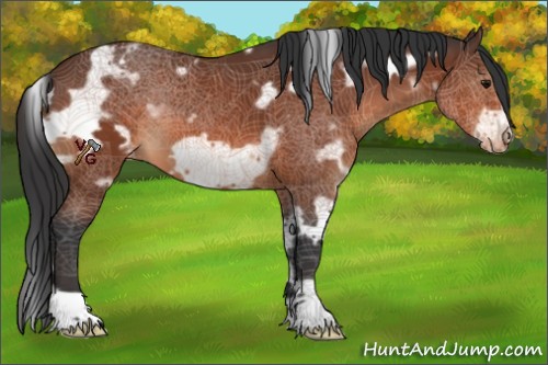 Horse Color:White Spotted Bay Frame Appaloosa 