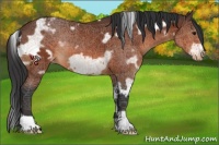 Horse Color:White Spotted Bay Frame Appaloosa 