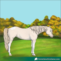 Horse Color:Perlino Tobiano