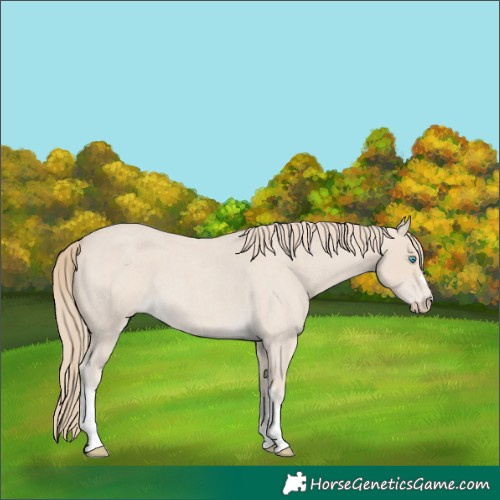 Horse Color:Smoky Creme Roan 
