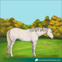 Horse Color:Smoky Creme Roan 