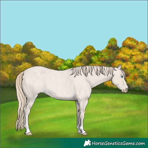 Horse Color:Smoky Creme Roan 