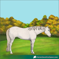 Horse Color:Smoky Creme Roan