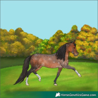 Horse Color:Brown 