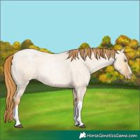 Horse Color:Red Dun Roan Pearl Tobiano Frame 