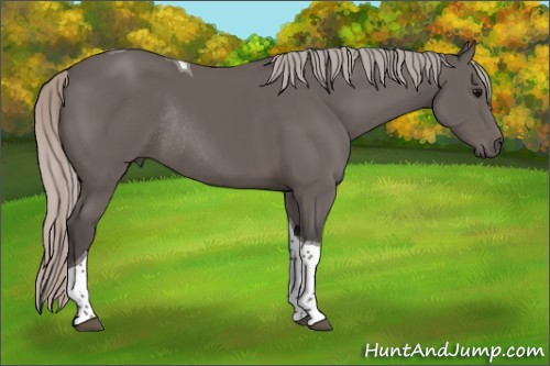 Horse Color:Silver Black Sabino Tobiano Rabicano 