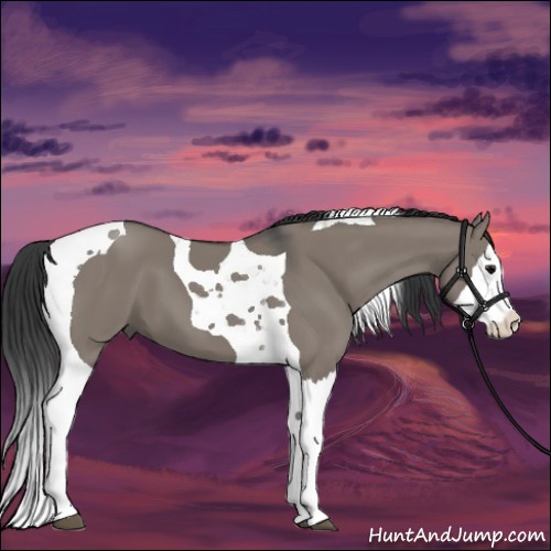 Horse Color:Grullo Splash Tobiano