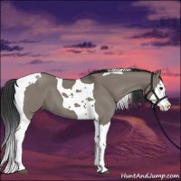Horse Color:Grullo Splash Tobiano 
