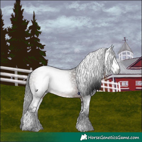 Horse Color:Gray White Spotted Brown 