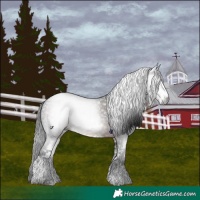 Horse Color:Gray White Spotted Brown 