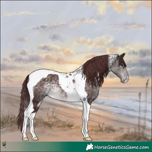 Horse Color:Platinum Chocolate Buckskin Tobiano 