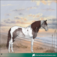 Horse Color:Platinum Chocolate Buckskin Tobiano 