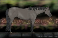 Horse Color:Grullo 