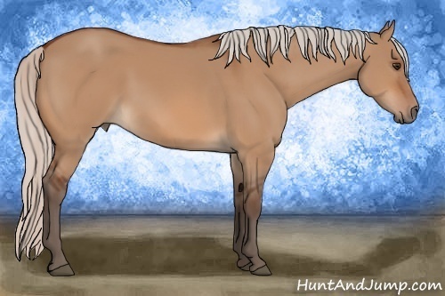 Horse Color:Silver Brown Dun 