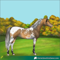 Horse Color:Buckskin Tobiano 