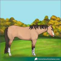 Horse Color:Bay Dun
