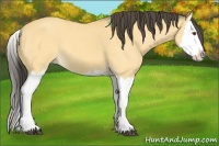 Horse Color:Buckskin Dun Splash 