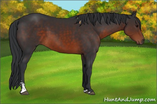Horse Color:Brown Sabino 