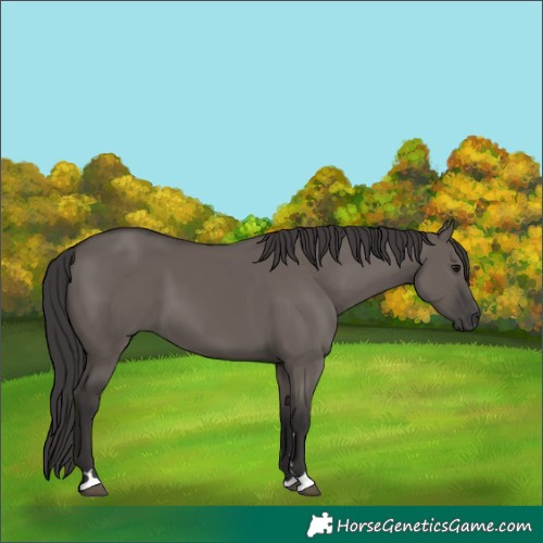 Horse Color:Smoky Grullo 