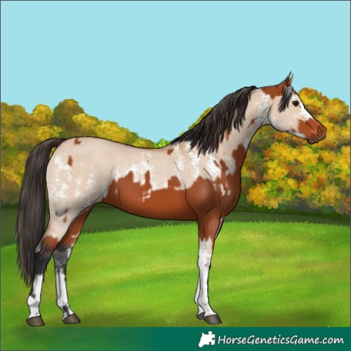 Horse Color:Bay Sabino Tobiano Rabicano  and Bay Dun Sabino Rabicano 