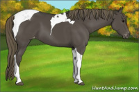 Horse Color:Smoky Black Tobiano Appaloosa 