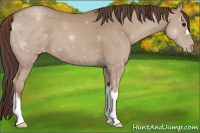 Horse Color:Classic Champagne Appaloosa