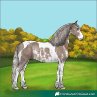 Horse Color:Silver Black Sabino Tobiano Rabicano 