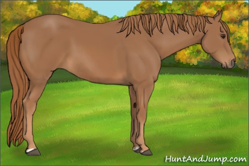 Horse Color:Chestnut 