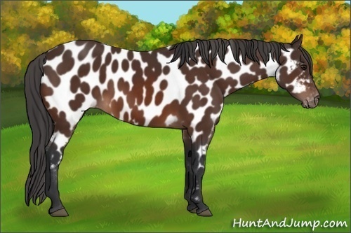 Horse Color:Brown Appaloosa