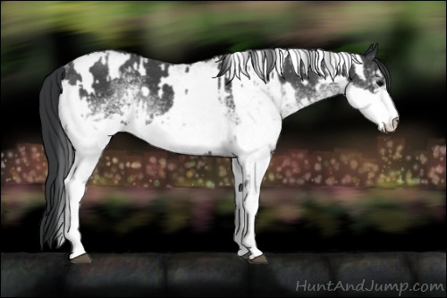 Horse Color:White Spotted Blue Roan Rabicano  and White Spotted Blue Roan Rabicano 