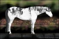 Horse Color:White Spotted Blue Roan Rabicano  and White Spotted Blue Roan Rabicano 