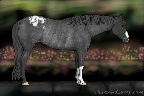 Horse Color:Black Appaloosa Rabicano 