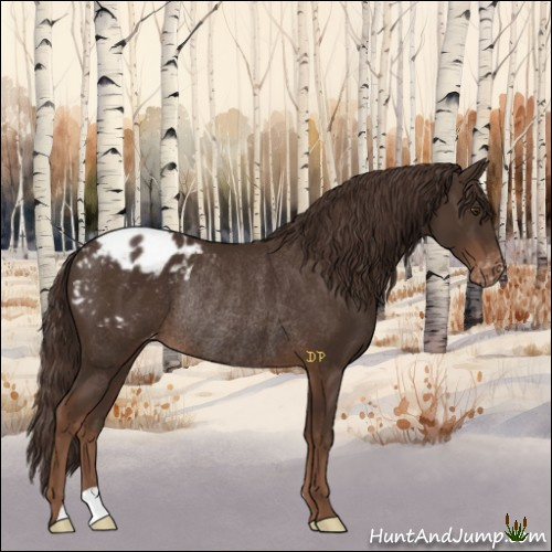 Horse Color:Liver Chestnut Varnish Rabicano 