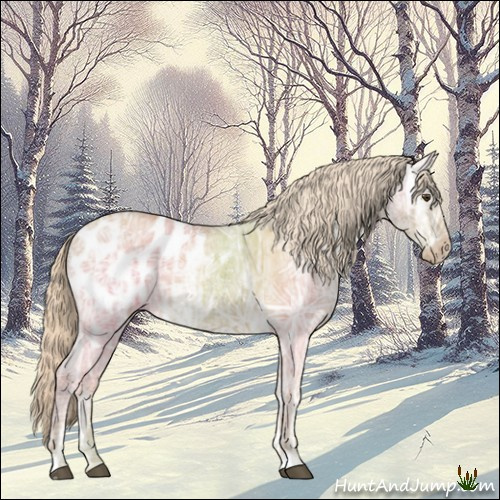 Horse Color:Palomino Ice Dun Blanket Rabicano