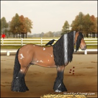Horse Color:White Spotted Bay 