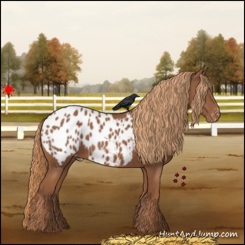 Horse Color:Chestnut Appaloosa 