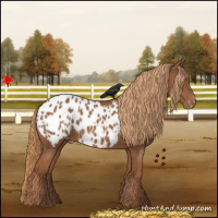 Horse Color:Chestnut Appaloosa 