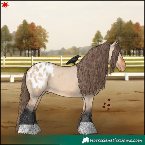 Horse Color:Bay Dun Appaloosa 