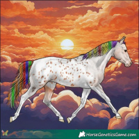 Horse Color:Painted Bay Tobiano Appaloosa 