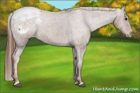 Horse Color:Chestnut Appaloosa